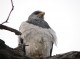 avistamientos de aves jornada completa programas por patagonia chilena