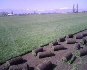 osvaldo prestadores de Servicio tecnico en Chile en Vi&ntilde;a del Mar |  Jardines y areas verdes, jardines pasto