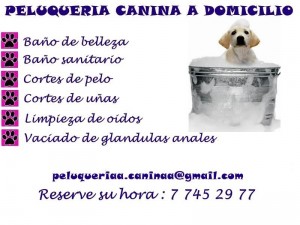  prestadores de Servicio tecnico en Chile en Santiago |  Peluquer&iacute;a canina a domicilio todas las comunas, Higiene y salud para tu mascota