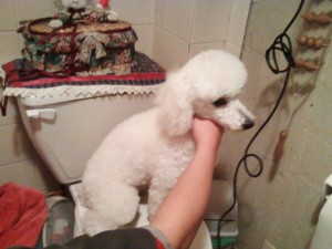 Nolberto polanco prestadores de Servicio tecnico en Chile en Cerro Navia |  peluqueria canina a domicilio, desde 7.000 a 10.000