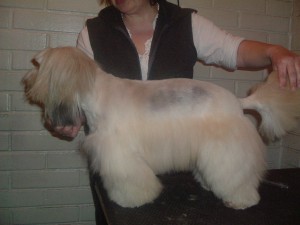 Ver&oacute;nica Rodr&iacute;guez Abeleida prestadores de Servicio tecnico en Chile en &Ntilde;u&ntilde;oa |  curso de Peluquer&iacute;a canina, Curso pr&aacute;ctico de peluquer&iacute;a canina