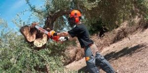 osvaldo prestadores de Servicio tecnico en Chile en Vi&ntilde;a del Mar |  Limpieza de canales, cables electricos, tala, poda, concon, vi&ntilde;a del mar, Corte de cesped