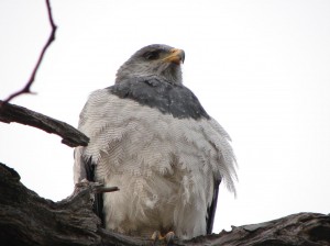 Rodolfo Diaz Miranda prestadores de Servicio tecnico en Chile en Punta Arenas |  El caiquen o ganso magallanico  ( cloephaga picta ) esta en abundancia, En la patagonia chilena y se puede observar en  avistamientos de aves 