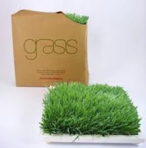 osvaldo prestadores de Servicio tecnico en Chile en Vi&ntilde;a del Mar |  Pasto y jardines, jardines pasto